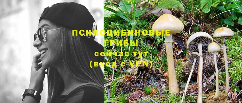 Псилоцибиновые грибы Psilocybine cubensis  Малая Вишера 